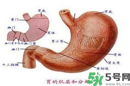 急性腸胃炎哪些食物不可以吃？急性腸胃炎不能吃的水果有？