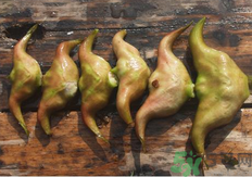 菱角懷孕可以吃嗎？孕婦能吃菱角嗎？
