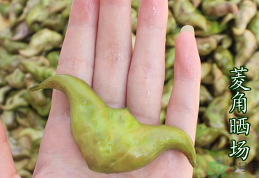 菱角懷孕可以吃嗎？孕婦能吃菱角嗎？