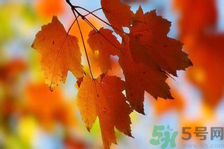 秋燥是什么？秋燥怎么辦？