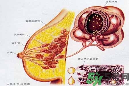 乳腺增生治療方法是什么？乳腺增生的檢查方法有哪些？
