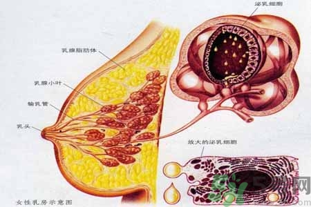 如何預防胸部一大一小？乳房一大一小要注意什么問題？