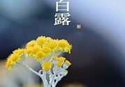 白露茶是什么茶？白露為什么要喝白露茶？