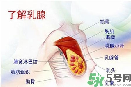 乳房上有硬塊怎么辦？乳房有硬塊的病因是什么？
