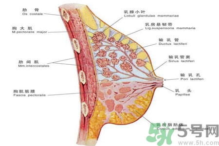 胸部二次發(fā)育是怎么回事？吃什么可以讓胸部二次發(fā)育？