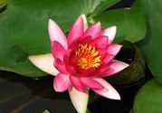 處暑如何養(yǎng)生？處暑養(yǎng)生要注意什么？