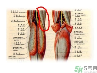 韌帶斷裂吃什么好得快？前十字韌帶斷裂吃什么補(bǔ)品？