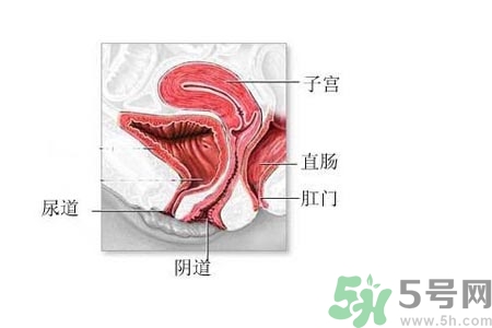 陰道松弛有什么危害？?陰道松弛恢復的方法有哪些？