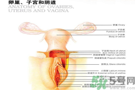陰道干澀的原因是什么？陰道干澀怎么辦？