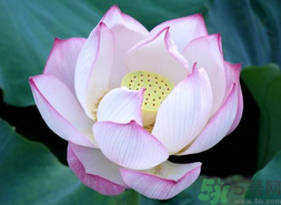 出伏吃什么養(yǎng)生？出伏養(yǎng)生注意事項(xiàng)