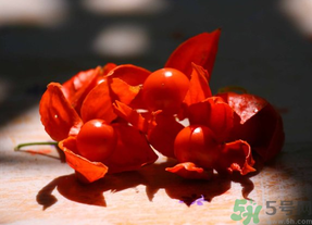 紅姑娘吃多了會怎樣？吃野生紅姑娘的好處和壞處