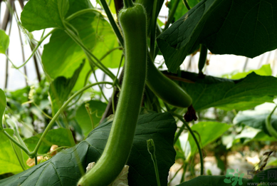 瓠子是涼性的嗎？如何辨別涼性食物與寒性食物？