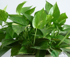 客廳放什么植物好？客廳植物選什么好？