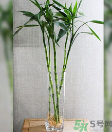 客廳放什么植物好？客廳植物選什么好？
