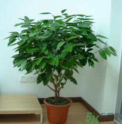 客廳放什么植物好？客廳植物選什么好？