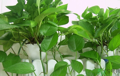 臥室放什么植物好？臥室植物放什么好？