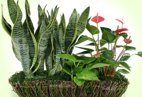 什么植物吸收甲醛最好？吸收甲醛的室內(nèi)植物