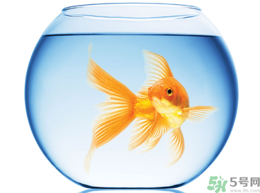 家里養(yǎng)魚好嗎？家里養(yǎng)魚有什么講究？