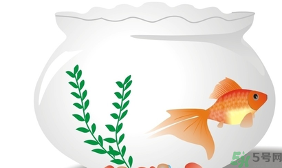 家里養(yǎng)魚好嗎？家里養(yǎng)魚有什么講究？