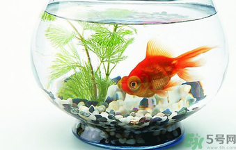 家里養(yǎng)魚好嗎？家里養(yǎng)魚有什么講究？