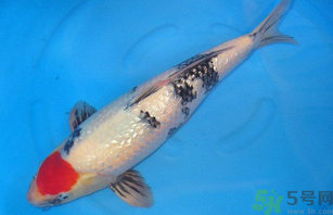 家里養(yǎng)什么魚(yú)好？家里養(yǎng)魚(yú)幾條最好？