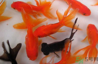 家里養(yǎng)什么魚(yú)好？家里養(yǎng)魚(yú)幾條最好？