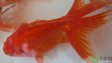 家里養(yǎng)什么魚(yú)好？家里養(yǎng)魚(yú)幾條最好？