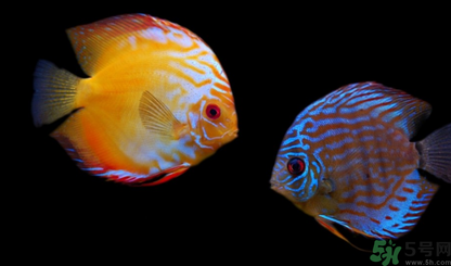 家里養(yǎng)什么魚(yú)好？家里養(yǎng)魚(yú)幾條最好？