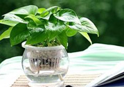臥室放什么植物好？臥室植物放什么好？