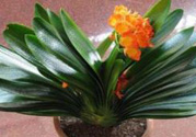 客廳放什么植物好？客廳植物選什么好？