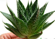 什么植物吸收甲醛最好？吸收甲醛的室內(nèi)植物