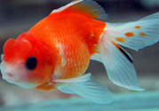 家里養(yǎng)什么魚好？家里養(yǎng)魚幾條最好？