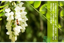 洋槐蜜的鑒別方法是什么？洋槐蜜多少錢一斤？
