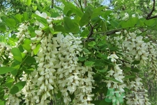 洋槐蜜的鑒別方法是什么？洋槐蜜多少錢一斤？