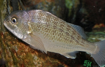 魚眼睛可以吃嗎？吃魚眼睛有什么好處？