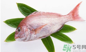 吃魚眼睛對眼睛有好處嗎？吃什么魚對眼睛好？