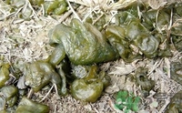 地皮菜是發(fā)物嗎？地皮菜的功效與禁忌