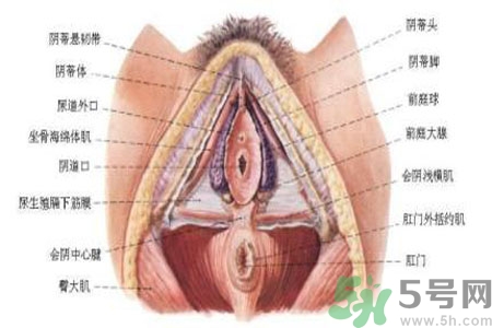 引起外陰瘙癢的疾病有哪些？治療外陰瘙癢的偏方有哪些？