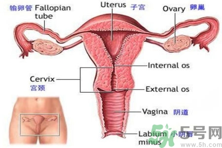 外陰瘙癢如何治療？外陰瘙癢可以用什么藥？？