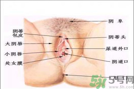 外陰瘙癢如何治療？外陰瘙癢可以用什么藥？？