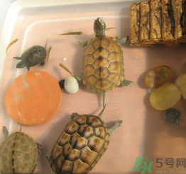 家里養(yǎng)烏龜好不好？家里養(yǎng)烏龜有什么講究？