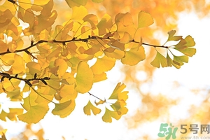 秋燥吃什么好？秋燥怎么辦？