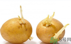 土豆發(fā)芽了還能吃嗎？發(fā)芽的土豆吃了會(huì)怎么樣？