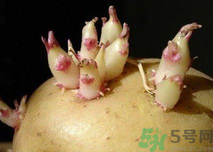 土豆發(fā)芽了還能吃嗎？發(fā)芽的土豆吃了會(huì)怎么樣？
