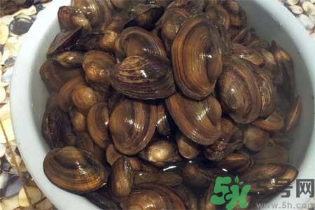 如何挑選河蚌？河蚌的營養(yǎng)價值？