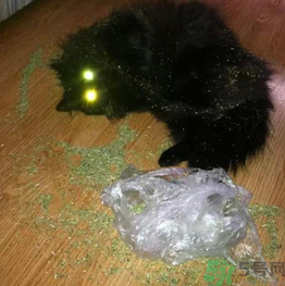貓薄荷怎么用？貓薄荷和薄荷的區(qū)別