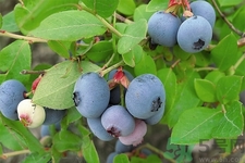 藍(lán)莓怎么洗？藍(lán)莓可以怎么吃？