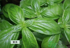 孕婦可以吃紫蘇嗎？孕婦吃紫蘇的好處及注意事項