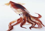 魷魚怎么處理？干魷魚怎么泡發(fā)？