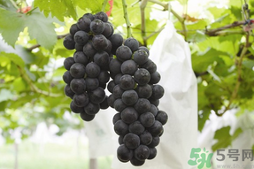 夏黑葡萄孕婦能吃嗎？孕婦吃夏黑葡萄的好處及禁忌
